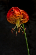Lilium pardalinum vollmeri, Volmer's Lily